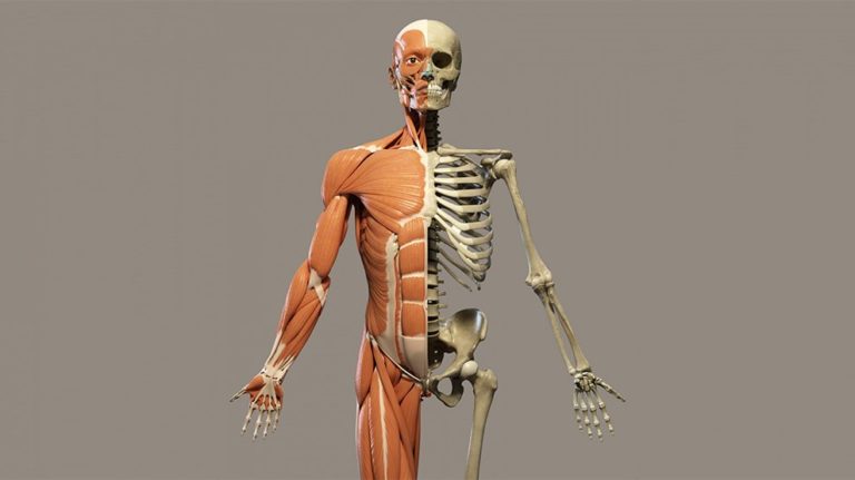 human body facts knowledgeride